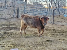 HONEY CREEK SOPHIE