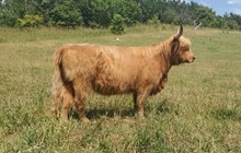 HVF Lady Nora