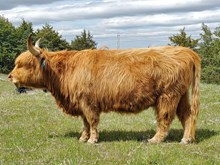 HVF Lady Nora (D)