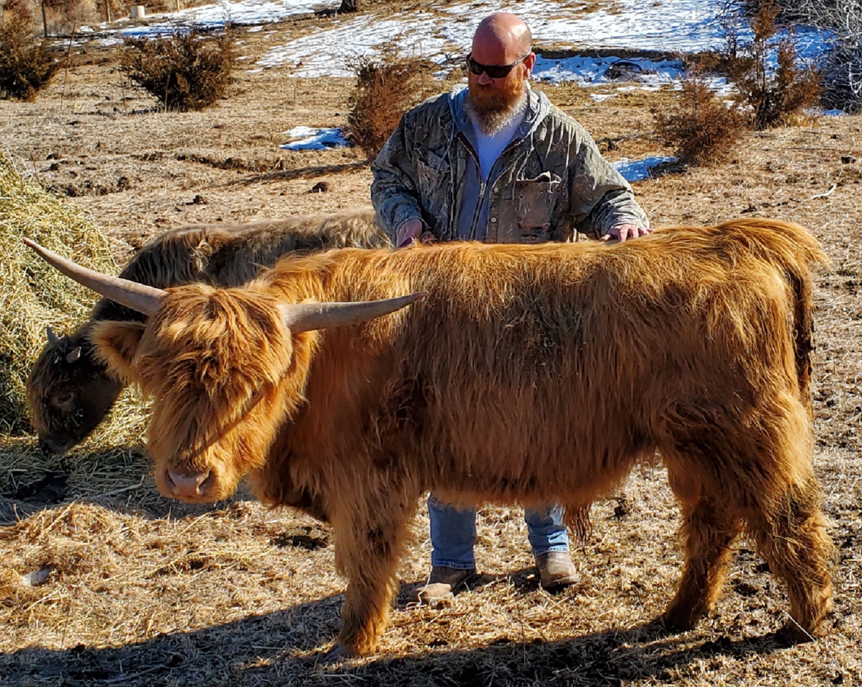 Breed Standards — Highland Cattle Society