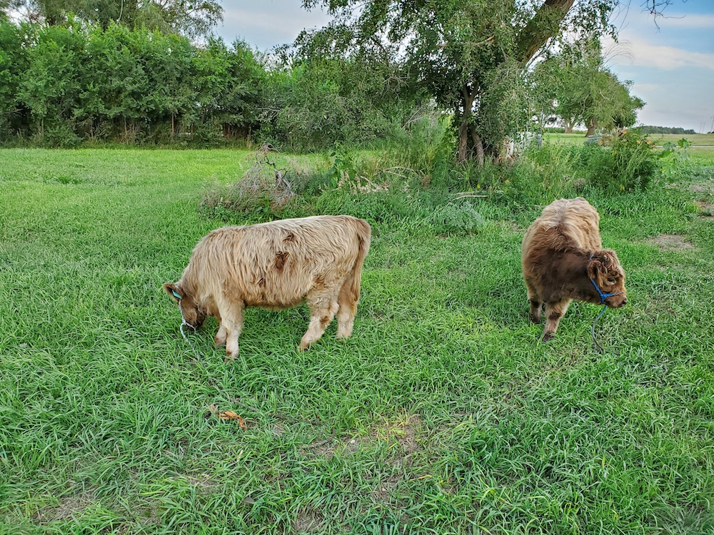 Breed Standards — Highland Cattle Society